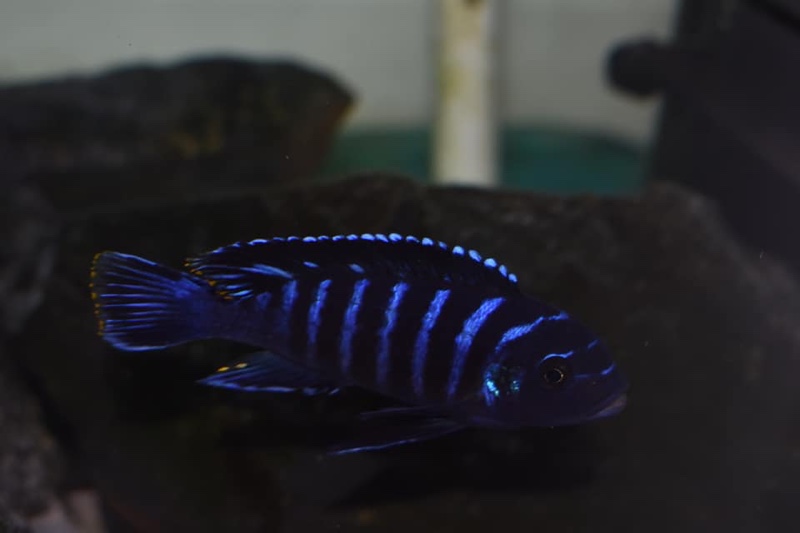 Maylandia sp. 'dolphin' Thumbi Point